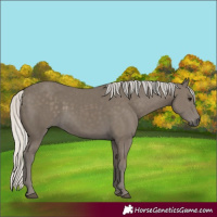 Horse Color:Silver Smoky Black 