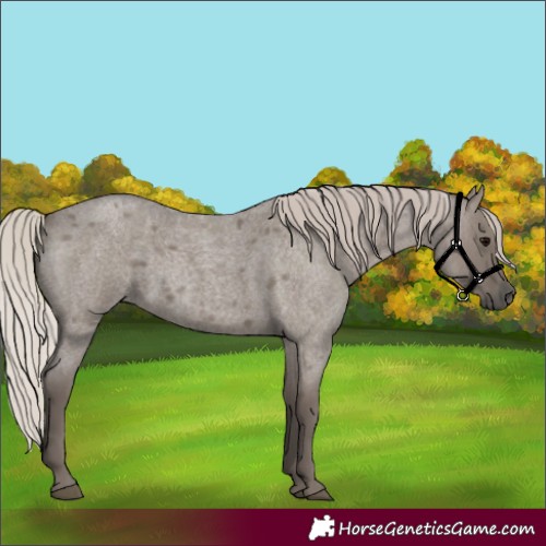 Horse Color:Silver Grullo Roan 