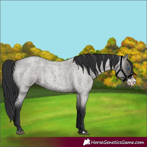 Horse Color:Grullo Roan Splash 