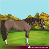 Horse Color:Liver Red Dun Rabicano 