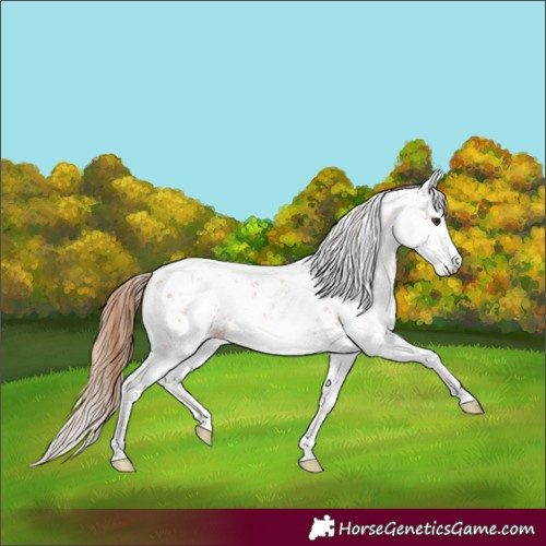 Horse Color:Chestnut Sabino