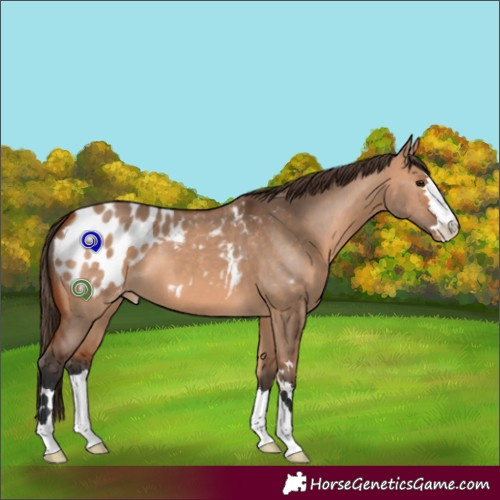Horse Color:Bay Dun Appaloosa 