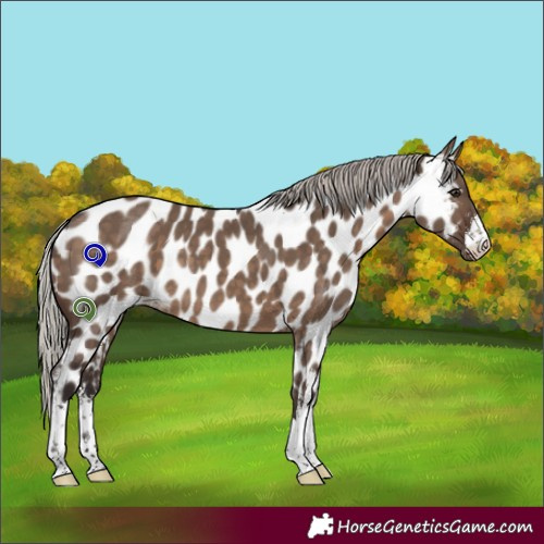 Horse Color:White Spotted Silver Brown Dun Appaloosa 