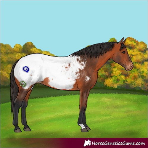 Horse Color:Bay Appaloosa