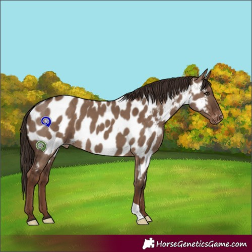 Horse Color:Liver Red Dun Near Leopard