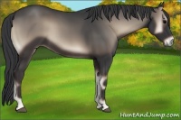 Horse Color:Blue Onyx