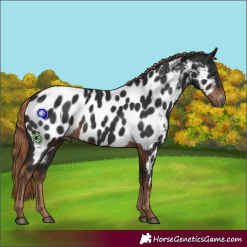 Horse Color:Gray Liver Chestnut Appaloosa