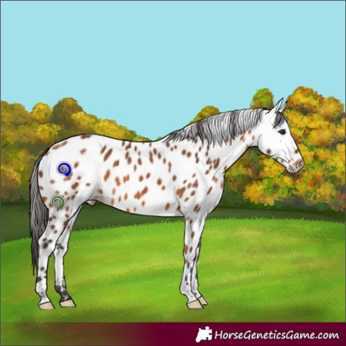Horse Color:Bay Appaloosa 