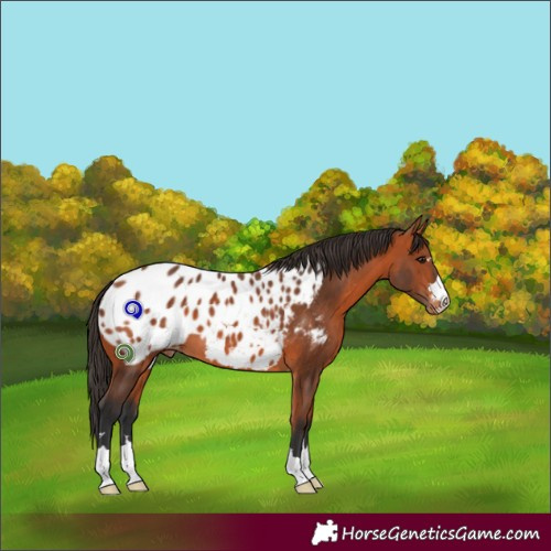 Horse Color:Bay Appaloosa
