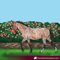 Horse Color:Bay  and Bay Roan 