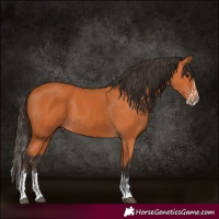 Horse Color:Bay  and Bay Splash 