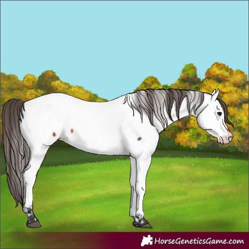 Horse Color:Bay Fewspot