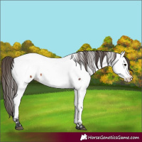 Horse Color:Bay Fewspot 