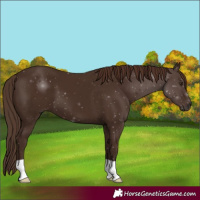 Horse Color:Liver Chestnut 