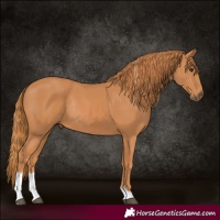 Horse Color:Chestnut Tobiano Rabicano