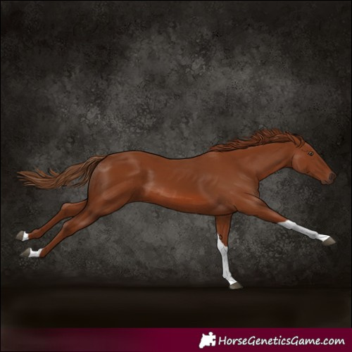 Horse Color:Chestnut Tobiano Rabicano