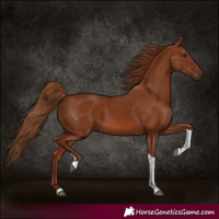 Horse Color:Chestnut Tobiano Rabicano 