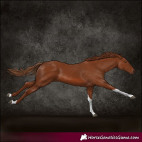 Horse Color:Chestnut Tobiano Rabicano 