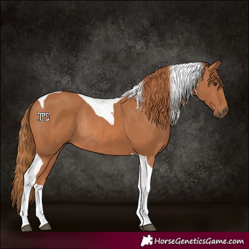 Horse Color:Chestnut Tobiano Rabicano 