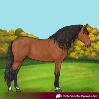 Horse Color:Bay 