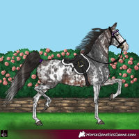 Horse Color:Brown Sabino Splash Blanket  and Brown Sabino Splash Blanket 