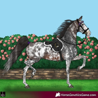 Horse Color:Brown Sabino Splash Appaloosa  and Brown Sabino Splash Appaloosa 