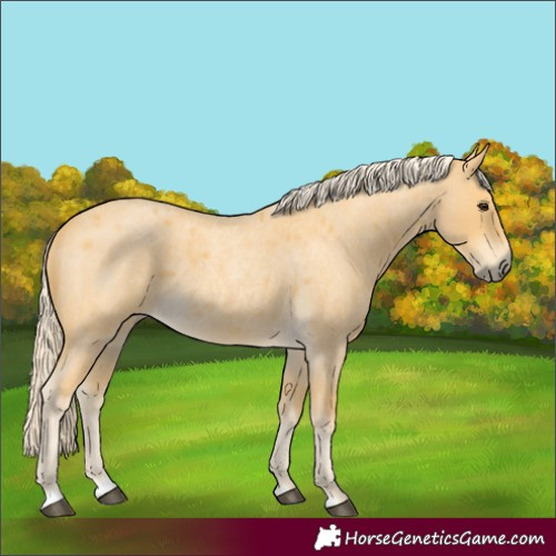 Horse Color:Palomino Roan 