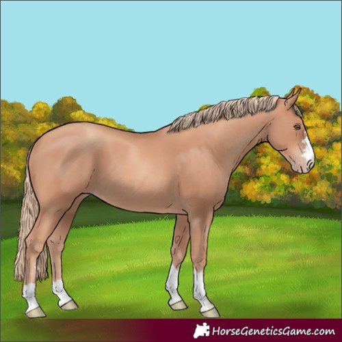 Horse Color:Gold Champagne