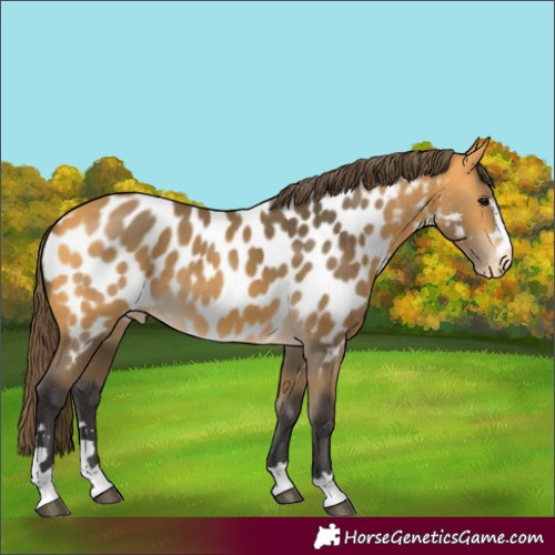 Horse Color:Buckskin Near Leopard