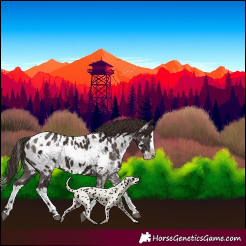 Horse Color:Liver Chestnut Sabino Splash Near Leopard and Liver Chestnut Sabino Splash Frame Near Leopard
