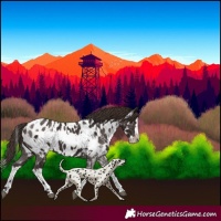 Horse Color:Liver Chestnut Sabino Splash Near Leopard and Liver Chestnut Sabino Splash Frame Near Leopard