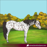 Horse Color:Bay Sabino Splash Near Leopard and Bay Sabino Near Leopard