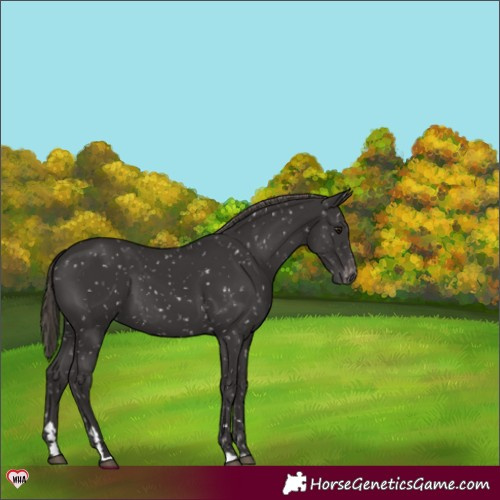 Horse Color:Smoky Black Appaloosa 