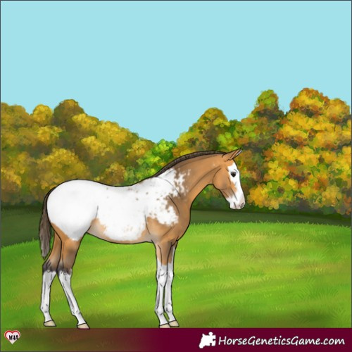 Horse Color:Buckskin Splash Appaloosa Rabicano 