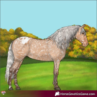 Horse Color:Silver Bay Dun Snowflake Varnish 