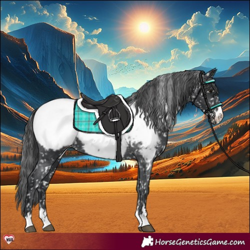 Horse Color:Black Near Fewspot 