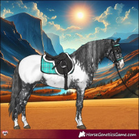 Horse Color:Black Appaloosa 