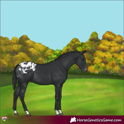 Horse Color:Black Appaloosa 