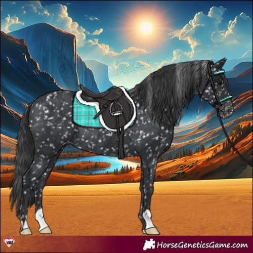 Horse Color:Black Appaloosa Rabicano 