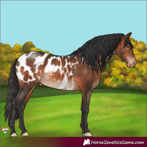 Horse Color:Brown Appaloosa 