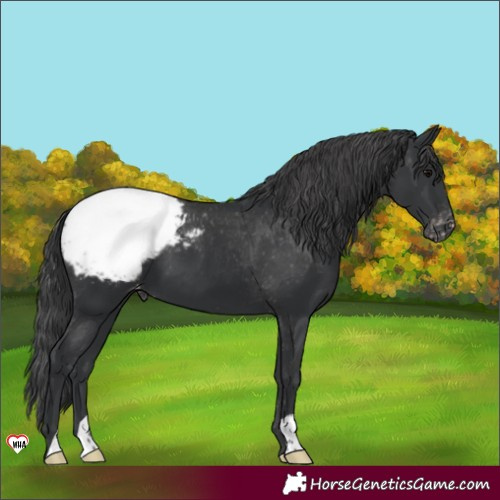 Horse Color:Black Appaloosa 