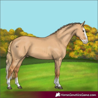 Horse Color:Red Dun Splash 