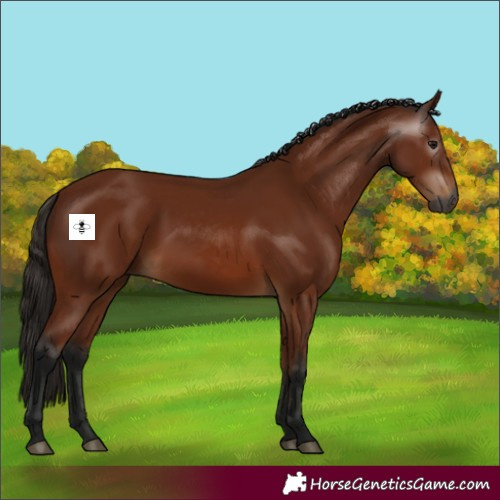 Horse Color:Gray Bay 