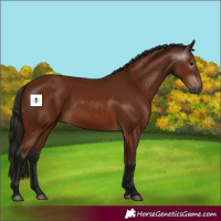Horse Color:Gray Bay 