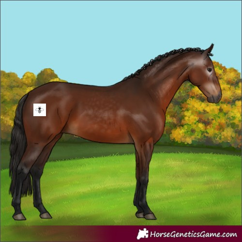 Horse Color:Gray Bay 