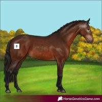 Horse Color:Gray Bay 