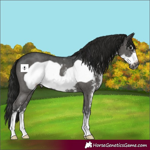 Horse Color:Gray Black Sabino Frame 