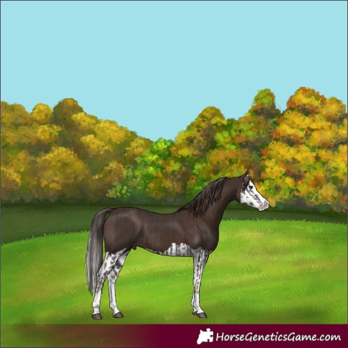 Horse Color:Platinum Liver Chestnut Splash and Liver Chestnut Splash