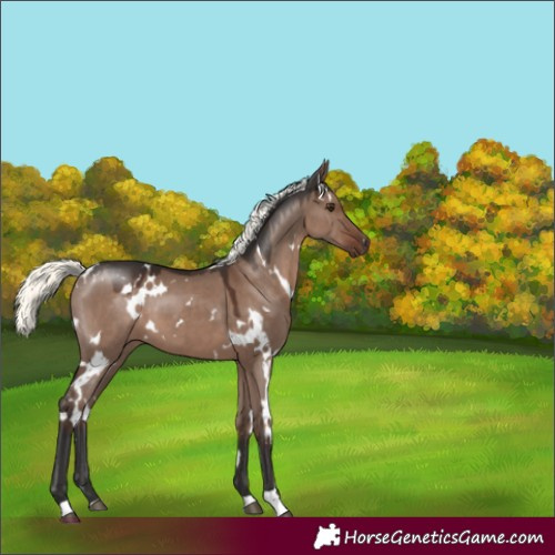 Horse Color:White Spotted Liver Red Dun Mushroom 