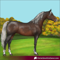 Horse Color:Liver Chestnut Mushroom Sabino Rabicano 